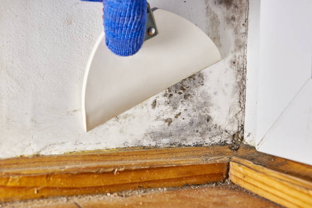 Best HVAC Mold Inspection and Cleaning  in Five Forks, SC